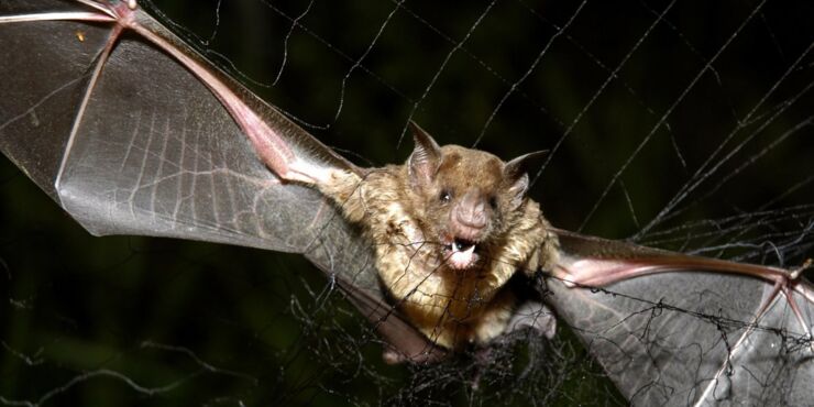 Vampire Bats In Brazil Have Started To Feed On Human Blood, Scientists Find