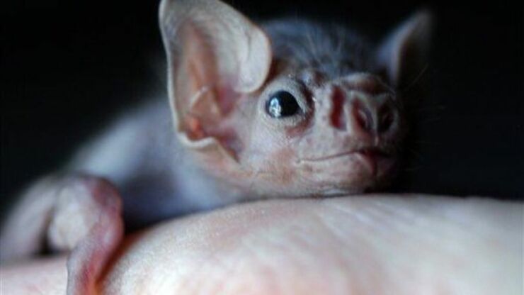 Vampire Bats In Brazil Have Started To Feed On Human Blood, Scientists Find-1