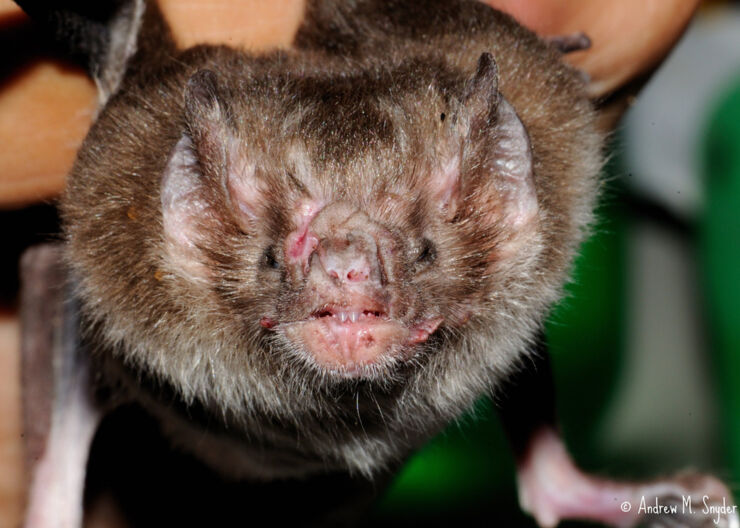 Vampire Bats In Brazil Have Started To Feed On Human Blood, Scientists Find-2