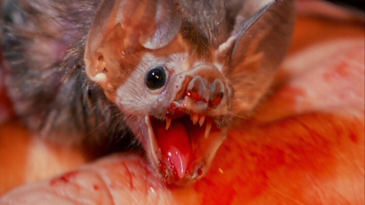 Vampire Bats In Brazil Have Started To Feed On Human Blood, Scientists Find-3