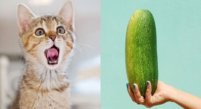 Why Are Cats Afraid Of Cucumbers - 05.