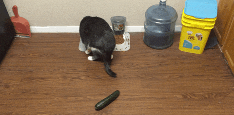 Why Are Cats Afraid Of Cucumbers 66.