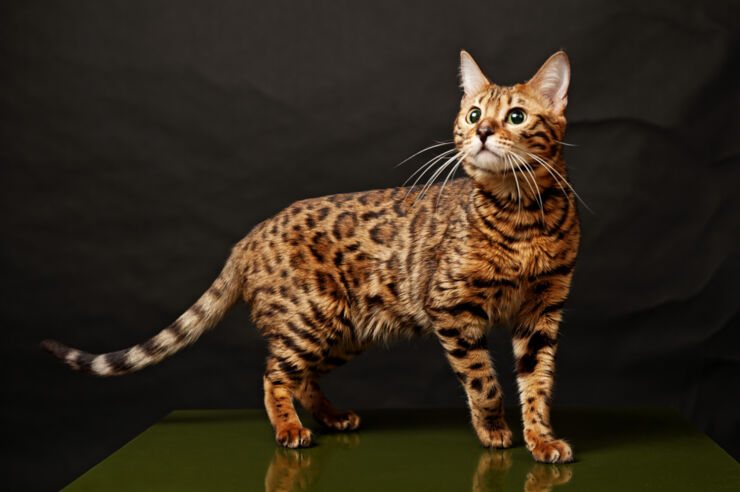 Exotic cats - Bengal cat.