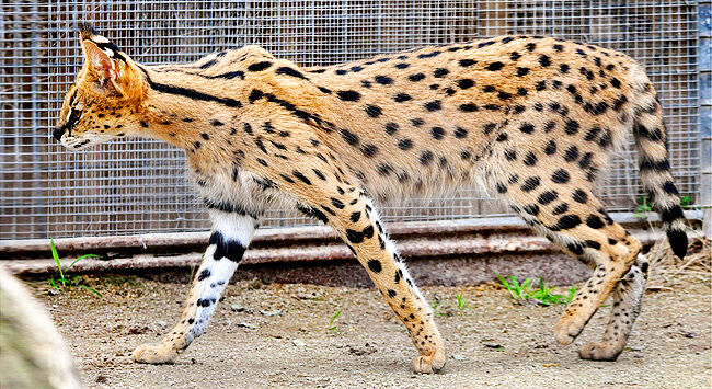 Exotic cats - savannah cat.