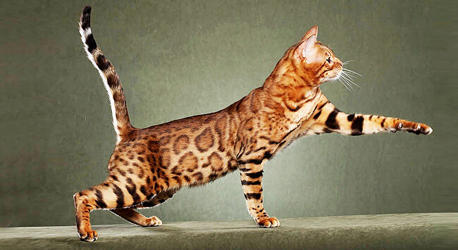Exotic cats - Toyger cat.