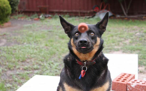 To Celebrate National Dog Day Here Are 30 Instances Of ‘Perfect Timing Pooches’