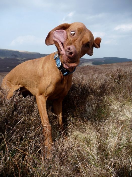 To Celebrate National Dog Day Here Are 30 Instances Of ‘Perfect Timing Pooches’