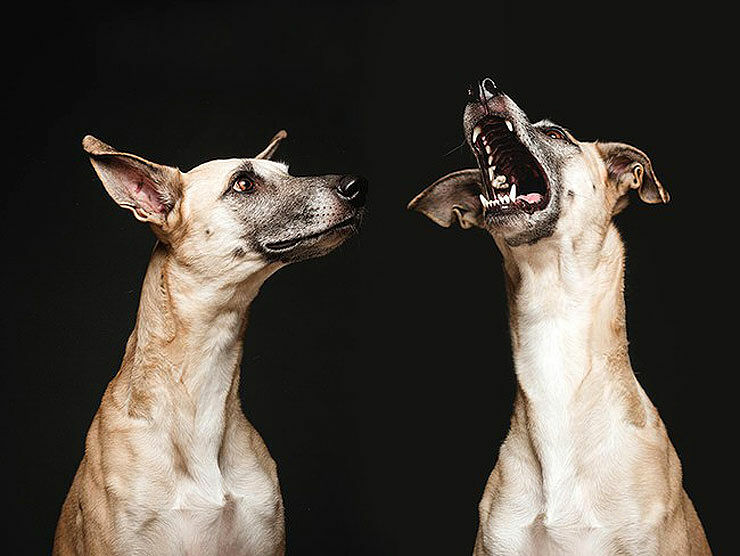 Amazing Dog Portraits By Elke Vogelsang