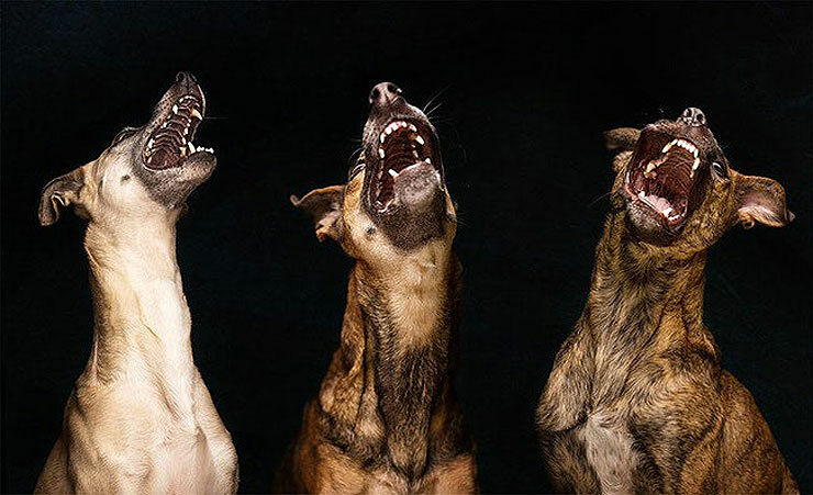 Amazing Dog Portraits By Elke Vogelsang