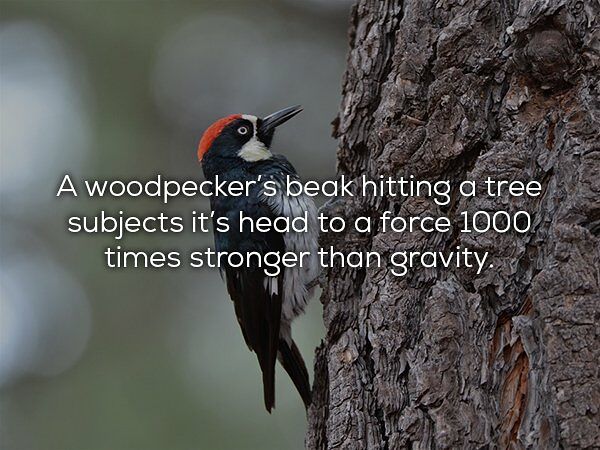 28 Cool Science Facts You Probably Didnt Learn At School 08.