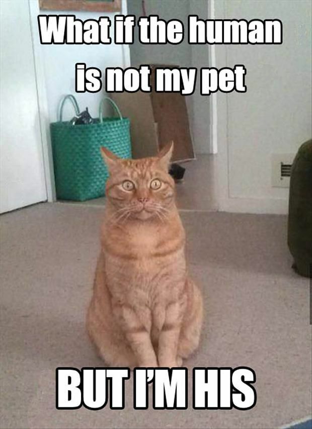 Hilarious cat and dog photos  06.