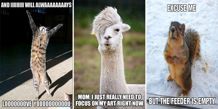 45 Funny Animal Memes That'll Make You Laugh Till You Cry 45 Funny Animal Memes That'll Make You Laugh Till You Cry