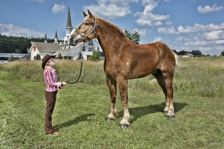 largest animals 06.