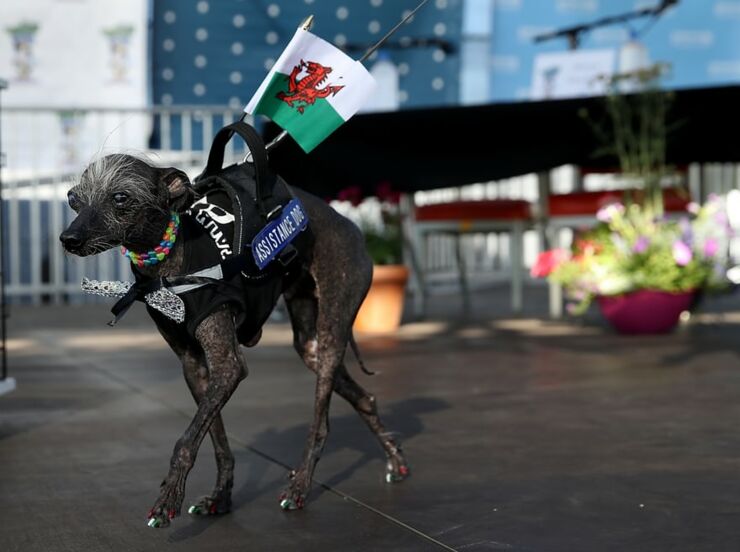 neapolitan mastiff 08.