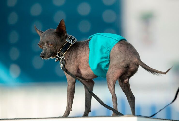 Worlds Ugliest Dog Contest 10.