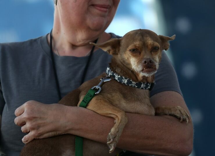 Worlds Ugliest Dog Contest 01.