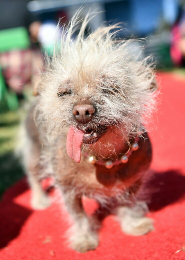 Worlds Ugliest Dog Contest 02.