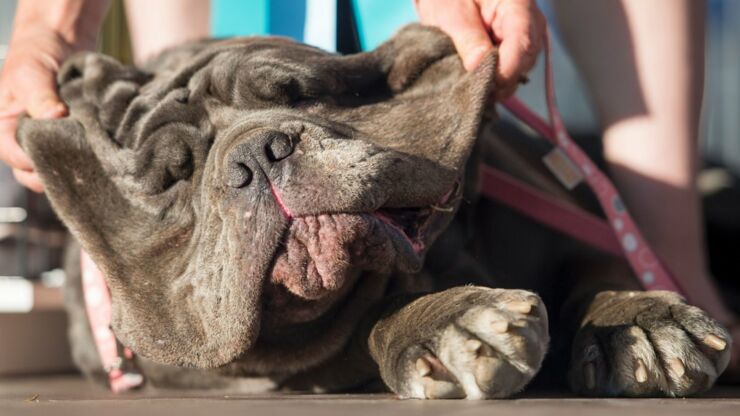 Worlds Ugliest Dog Contest 03.