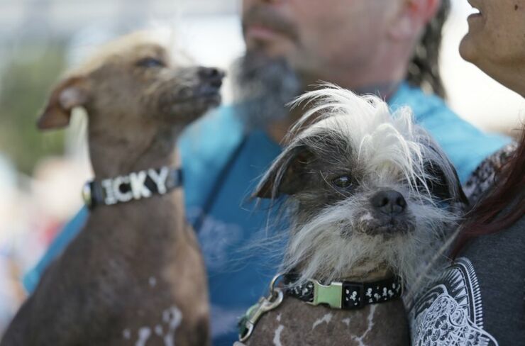 Worlds Ugliest Dog Contest 04.