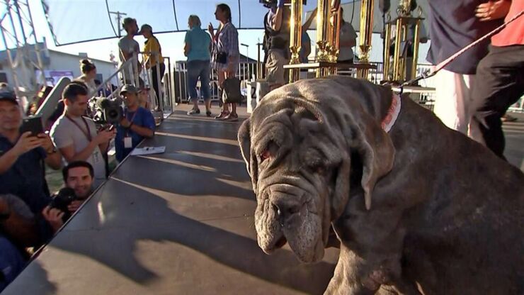 Worlds Ugliest Dog Contest ugly dogs 01.