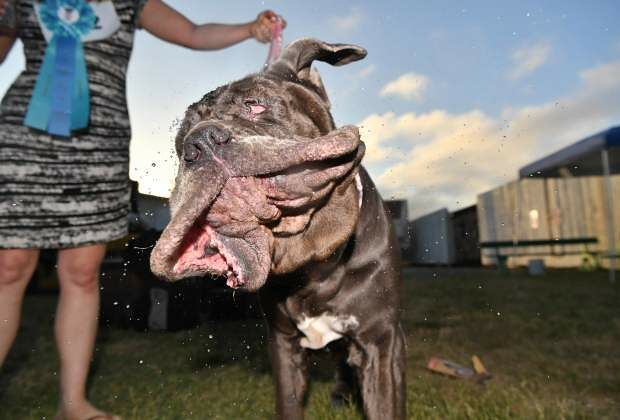 Worlds Ugliest Dog Contest ugly dogs 02.