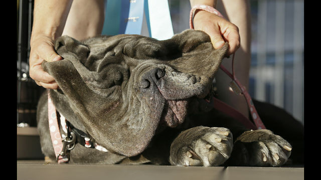 Worlds Ugliest Dog Contest ugly dogs 03.