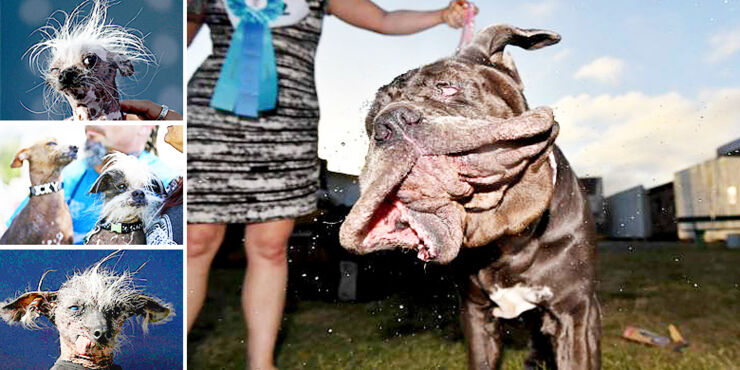 Worlds Ugliest Dog Contest cute ugly dogs 22.