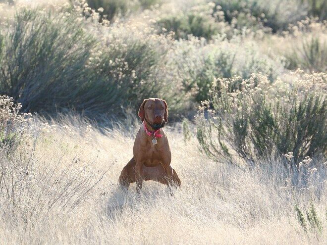 Pooping Pooches 2018 Dogs Pooping Calendar 09.