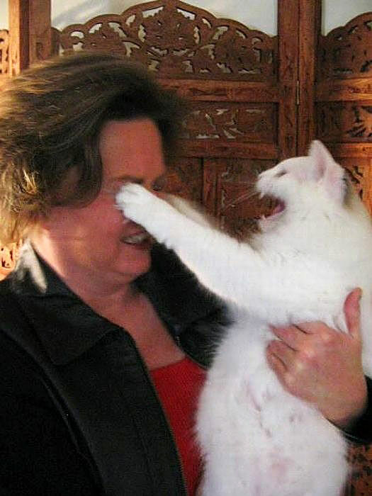 Cats Are Evil, Naughty, Mean, Selfish, But Incredibly Cute, Which Is Why We Love Them SO Much