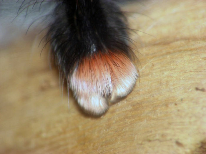 cute spider paws 02.