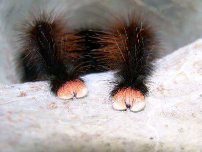 cute spider paws 03.