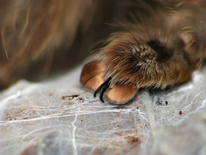 cute spider paws 05.