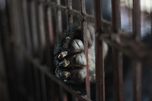 Four paws Bear Bile Farming in Vietnam 01.