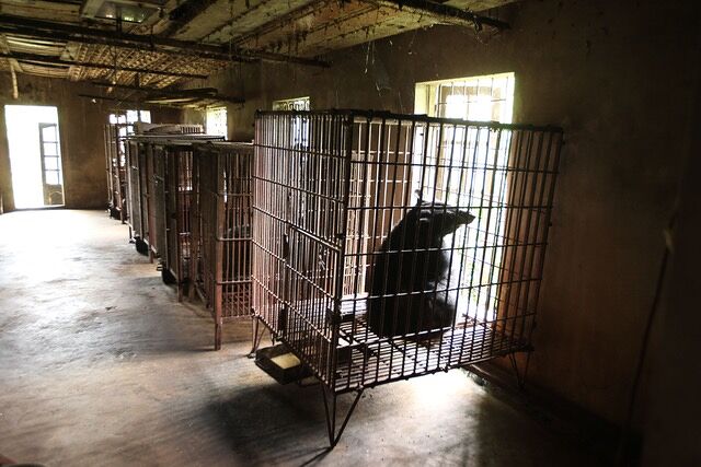 Four paws Bear Bile Farming in Vietnam 02.