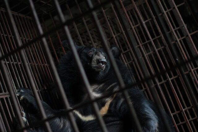 Four paws Bear Bile Farming in Vietnam 03.