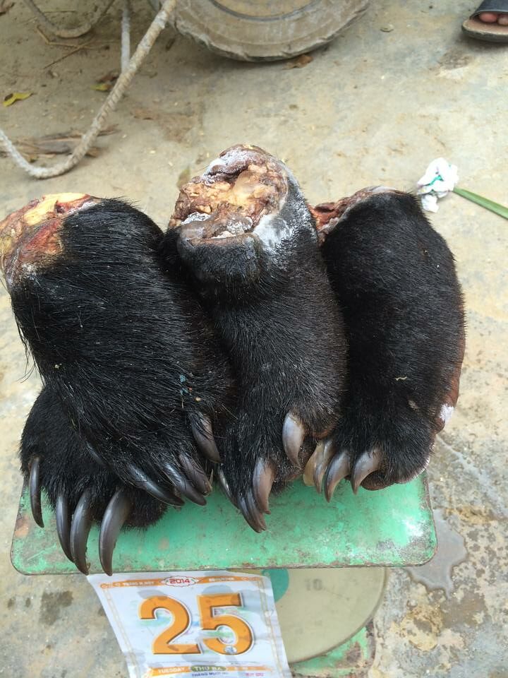 Four paws Bear Bile Farming in Vietnam 04.