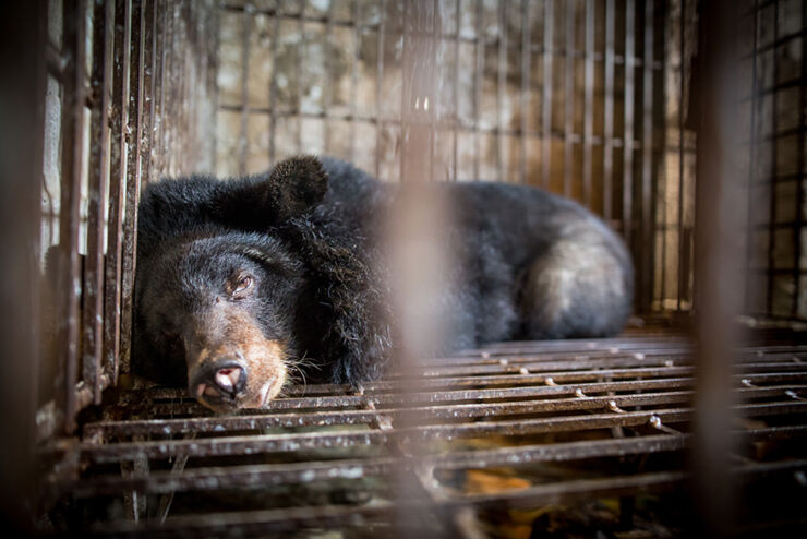 Four paws Bear Bile Farming in Vietnam 05.