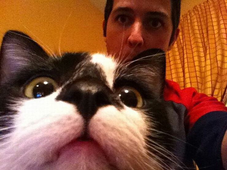Imagine What The Planet Would Be Like If We Didn't Have Photobombing Cats